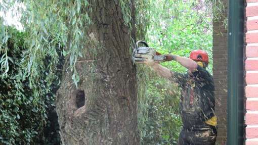 Bomen rooien Kattendijke